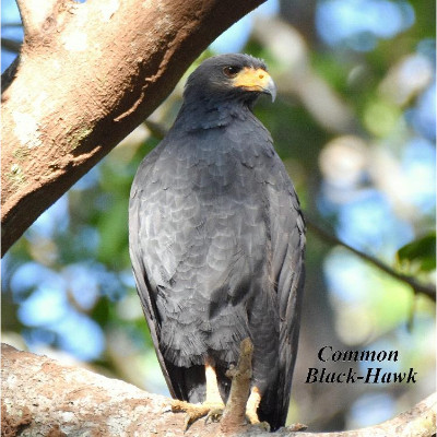 Common Black-Hawk